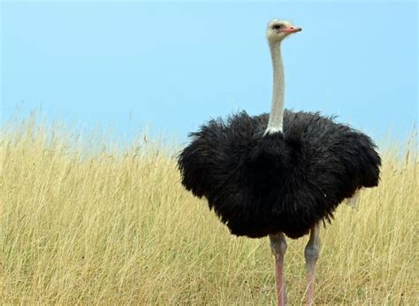 5 Captivating Ostrich Facts Quizzclub