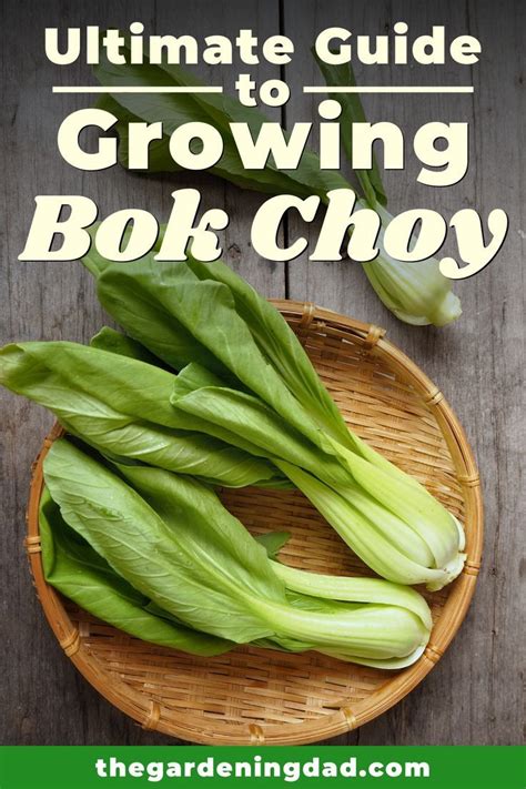 Bok choy is grown from seed. How to Grow Bok Choy (6 Quick Tips) - The Gardening Dad in ...