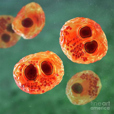 Human Cytomegaloviruses In A Cell Photograph By Kateryna Konscience