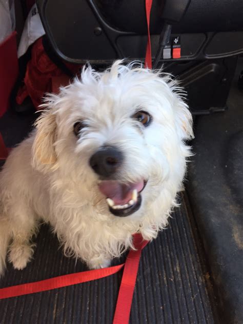 Woof Woof, | Shelter dogs, Dogs, Animals