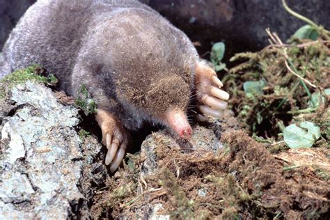 Moles Are Perfectly Suited For Their Underground Lifestyle Forest
