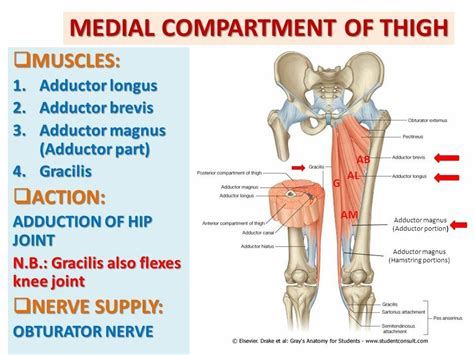 Medial Compartment Of Thigh Medical Anatomy Muscle Anatomy Thigh