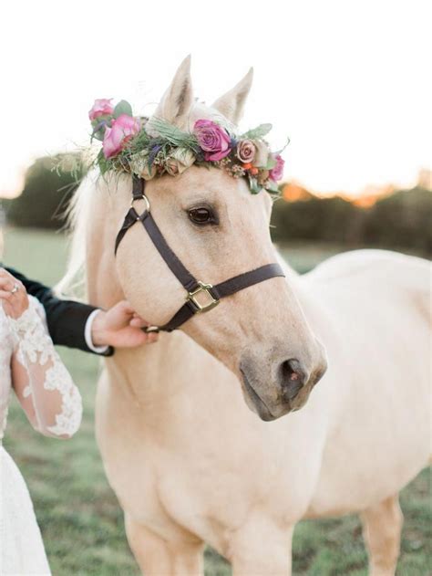 Pretty Horse Flower Crown Awesome Cuteanimals Pretty Horses