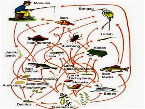 Check spelling or type a new query. Gambar Ekosistem Rawa Air Tawar Gambar Jaring Makanan Perairan di Rebanas - Rebanas