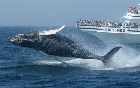 10 Best Whale Watching Tours Around The World Photos Touropia