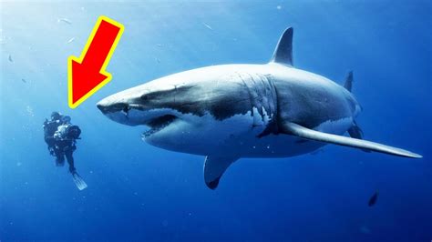 Top Ten Largest Sharks Ever - Redis