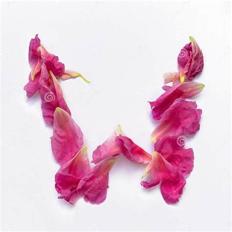 Alphabet Made Of Peony Petals Letter W Layout For Design Stock Image