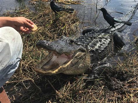 Alligators In Louisiana Is It Safe To Swim A Z Animals