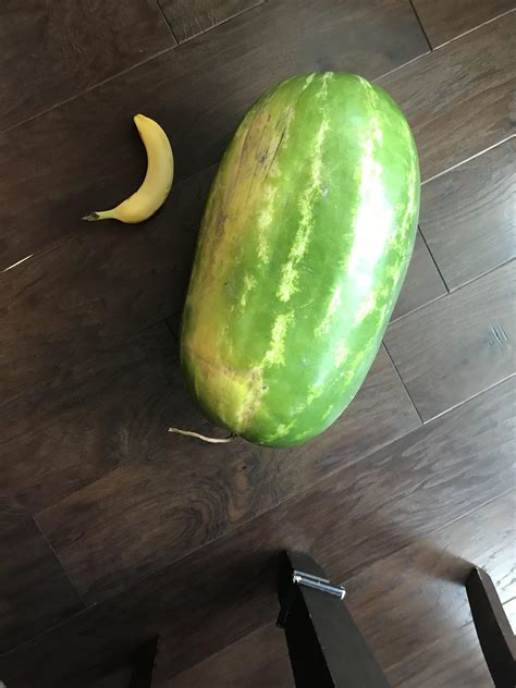 This Absolute Unit Of A Watermelon Banana For Scale Absoluteunits