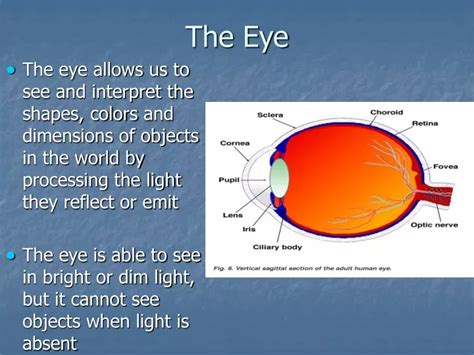 Ppt The Eye Powerpoint Presentation Free Download Id9187353