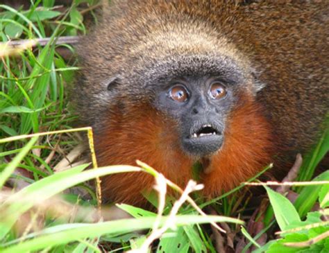 A Purring Monkey Caquetá Titi Adorable New Species Of Amazon Primate