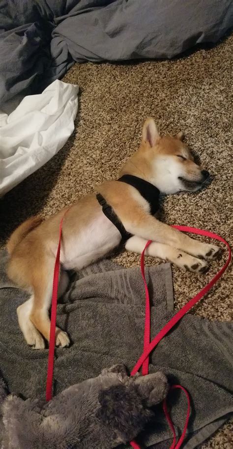 Little Guy Passed Out After A Long Walk Aww