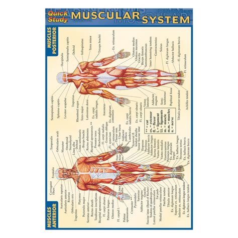 Quickstudy Pocket Reference Guides Muscular System 73424