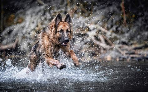 German Shepherd Water Splashes River Puppy Pets Cute Animals Dogs
