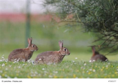 Kaninchenkrankheiten Symptome Ursachen Therapie Haustiermagazin