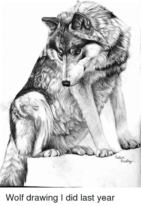 Wolf Drawing At Explore Collection Of Wolf Drawing