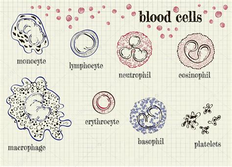 Red Blood Cell Drawing