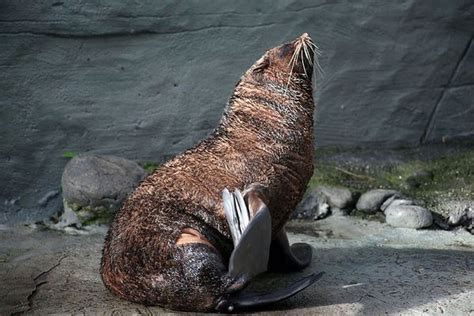 An Animal That Is Sitting Down On The Ground With Something In Its Mouth