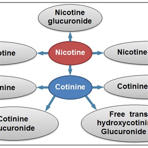 Nicotine Metabolism Following Nicotine Uptake In The Body Nicotine Is