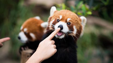 You Can Help A Couple Of Adorable Red Pandas Threatened By