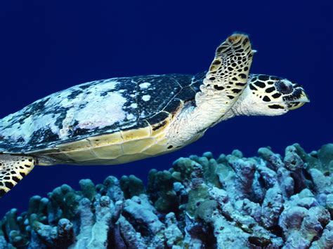 Free Download Sea Turtle Computer Wallpapers Desktop Backgrounds