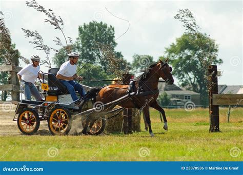 Horse And Cart Race Editorial Photo Image Of Horse Outdoor 23378536