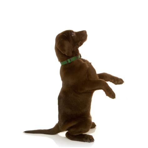 How To Teach Your Puppy To Sit And Stand On His Hind Legs Pupbox