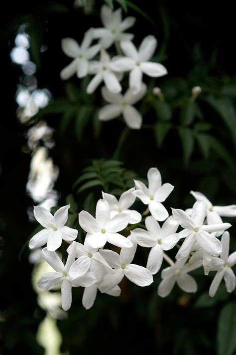 Jasmine Makes A Great Fragrant Plant To T In 2021 Fragrant Plant