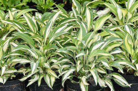 Moonstruck 4 out of 5 moonstruck is a character driven romantic drama about a dysfunctional family and the dysfunctional love that runs on its tree with a hint of humor served on everyone's plate. Sklep Hosta Bea - Funkia - Hosta 'Moonstruck'