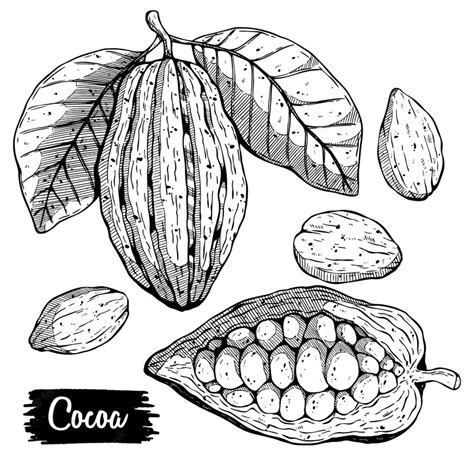 Premium Vector Cocoa Vector Hand Drawing Set Organic Healthy Food