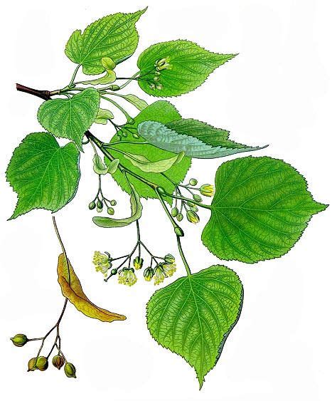 Lind Tilia Cordata Blomstertegning