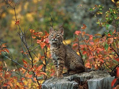Bobcat In Autumn Beautiful Wild Cat