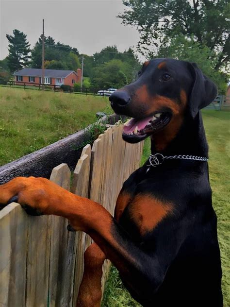 2033 Best Images About Dobermans A Girl S Best Friend On Pinterest