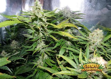 The plant has a bushy habit and may get up to 4 feet (1 m.) tall in habitat. Passion #1 Seeds Seeds - Strain Review | Grow-Marijuana.com