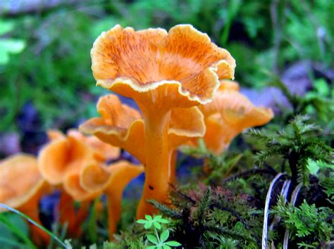 North Georgia Mushroom Picking Guide Blue Sky Cabin Rentals