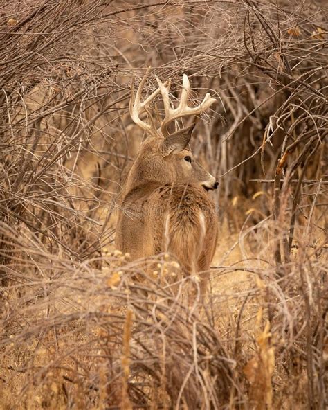 Whitetail Deer Buck Is Shown Standing In Thick Cover During Hunting