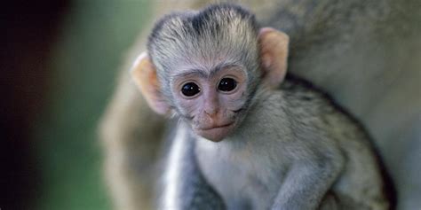 17 Cute And Beautiful Baby Monkey Pictures We Need Fun