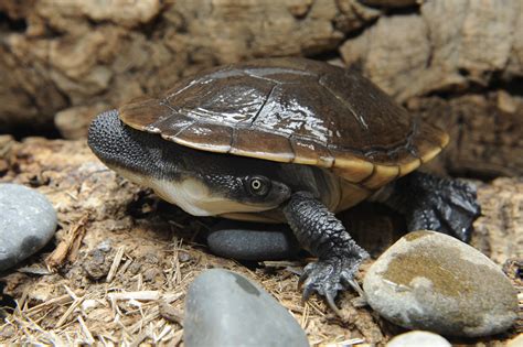 Slow And Steady Turtles Gain Ground