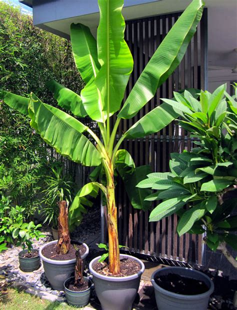In some countries, bananas used for cooking may be called plantains, distinguishing them from dessert bananas. Growing banana tree in containers | How to grow Banana ...