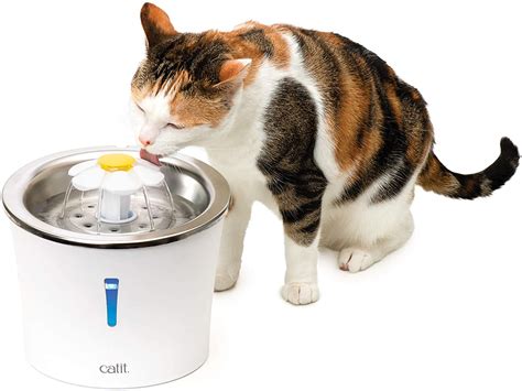 Cat Water Bowls That Wont Tip Over 2021 Best Cat Bowls