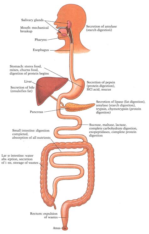 Human Digestive System Digestive System Basic Anatomy And Physiology