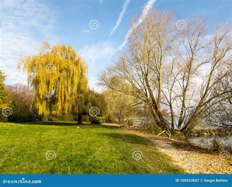 Colorful Yellow Weeping Willow Tree In Autumn Stock Image Image Of