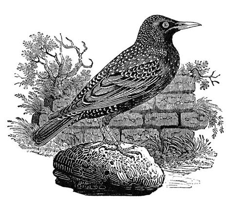 Starling Old Book Illustrations