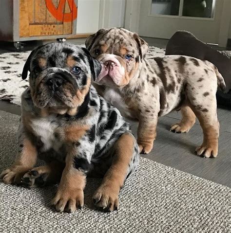 Here we have a beautiful litter of 8 english bulldog puppies 5 boys and 3 girls both parents have champions lines. Penrose Petite Paws | Maltese Breeder | Penrose, Colorado