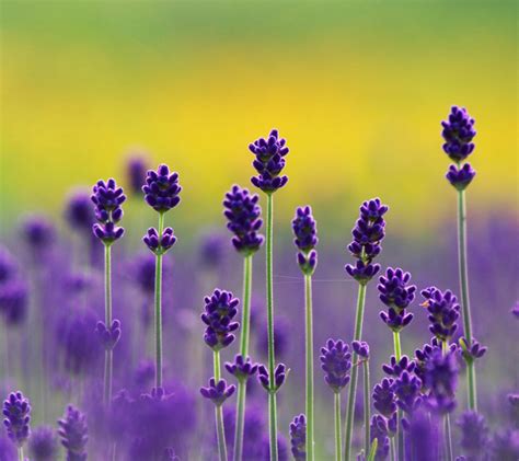 Purple Lavender Colors Photo 34532105 Fanpop