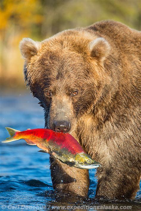 Bears Eating Salmon In Alaska
