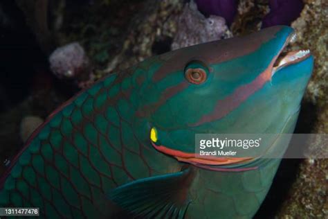 Parrotfish Stock Fotos Und Bilder Getty Images