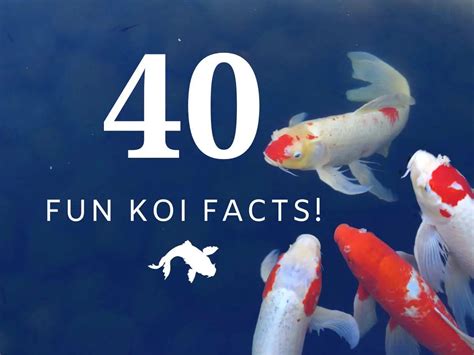 Facts About Koi Fish 40 Fascinating Facts And Insights Into These