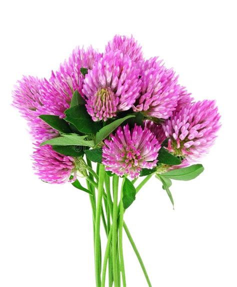 Bouquet Of Pink Clover Flowers Stock Photo Image Of Closeup Field