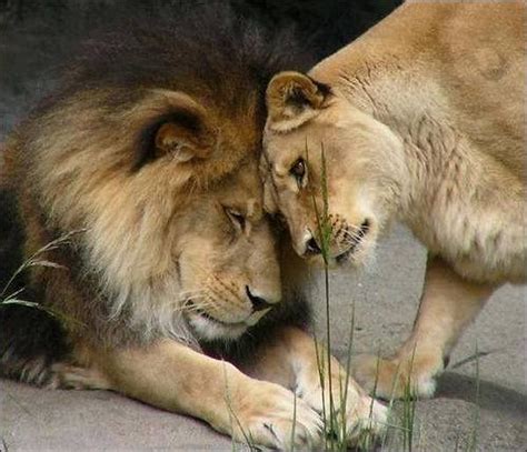 Animals In Love Amazing Creatures
